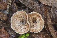 Lentinus tigrinus image