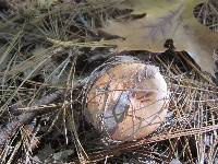 Lactarius vinaceorufescens image
