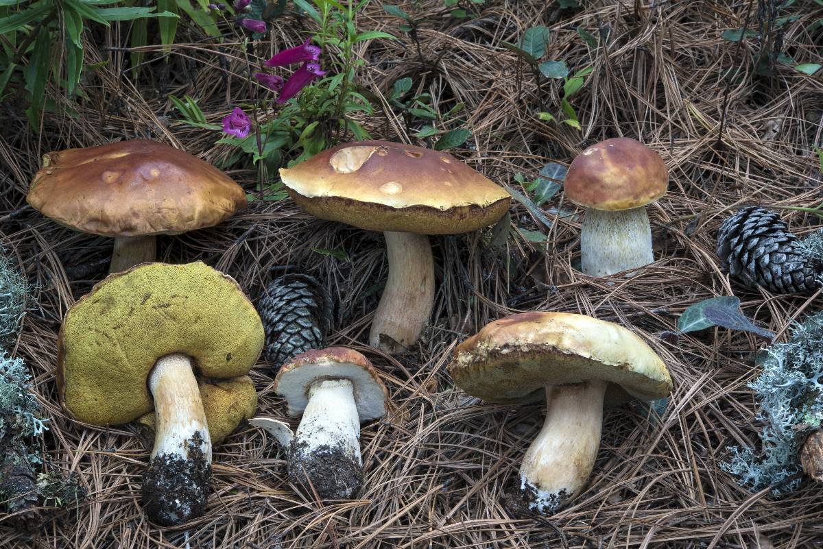 Boletus rubriceps image