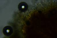 Peniophora cinerea image