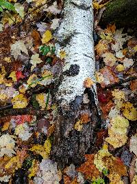 Helicogloea compressa image