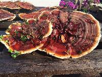 Ganoderma sessile image