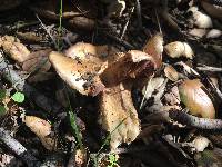 Cortinarius glaucopus image
