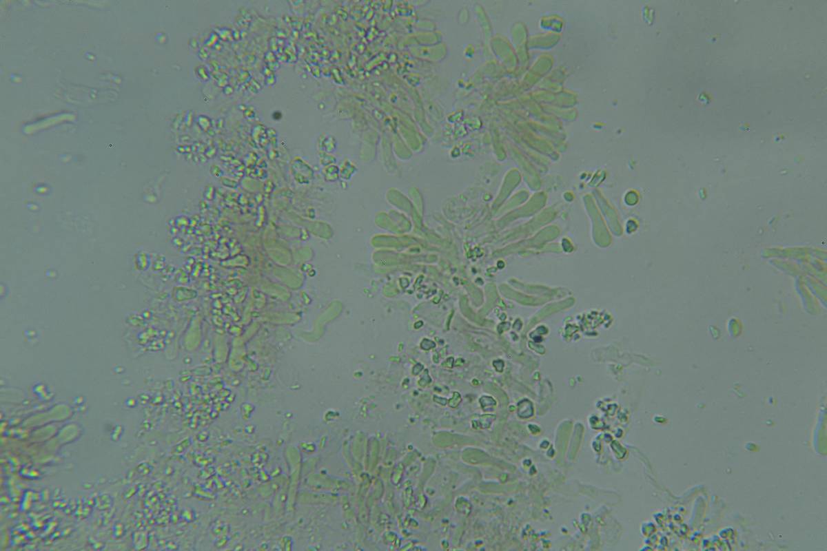 Athelia acrospora image