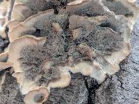 Bjerkandera adusta image