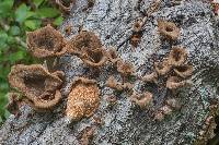 Panus lecomtei image