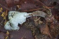 Hypomyces cervinus image