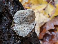 Trametes gibbosa image