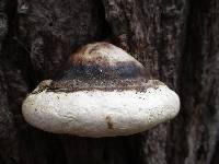 Fomitopsis ochracea image