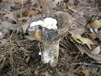 Asterophora lycoperdoides image