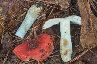Russula flavisiccans image