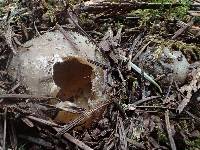 Sarcosphaera coronaria image