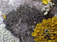 Hyperphyscia adglutinata image