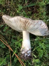 Pluteus atromarginatus image