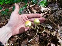 Bolbitius reticulatus image