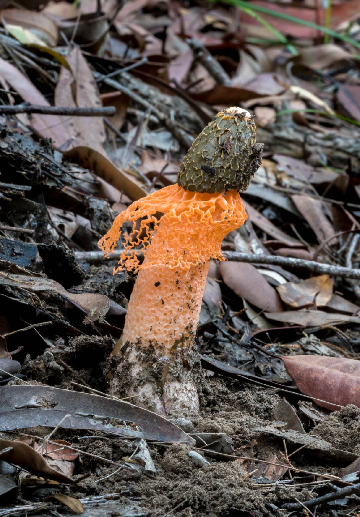 Phallus multicolor image
