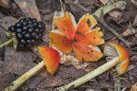 Hygrocybe acutoconica image