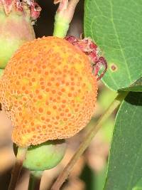 Thumbnail image of current specimen