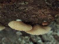 Crepidotus crocophyllus image