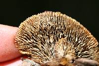 Gloeophyllum sepiarium image