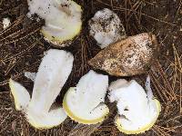 Amanita aprica image