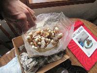 Ganoderma resinaceum image