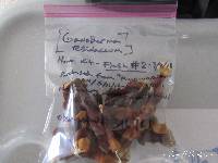 Ganoderma resinaceum image