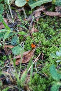 Hygrocybe psittacina var. perplexa image