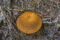 Xanthoconium affine image