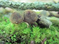 Xeromphalina tenuipes image