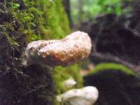 Niveoporofomes spraguei image