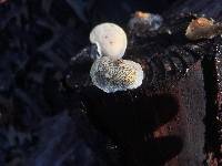 Thumbnail image of current specimen