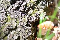 Niveoporofomes spraguei image