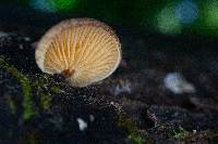 Crepidotus crocophyllus image