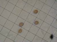 Thumbnail image of current specimen