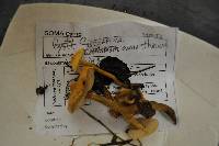 Cystoderma amianthinum image