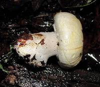 Agaricus albolutescens image