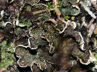Peltigera lepidophora image