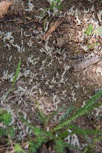 Clavulina rugosa image