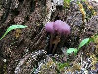 Laccaria amethystina image
