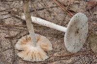 Amanita sect. Vaginatae image