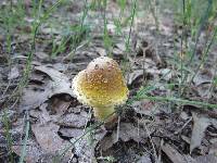 Amanita flavorubens image