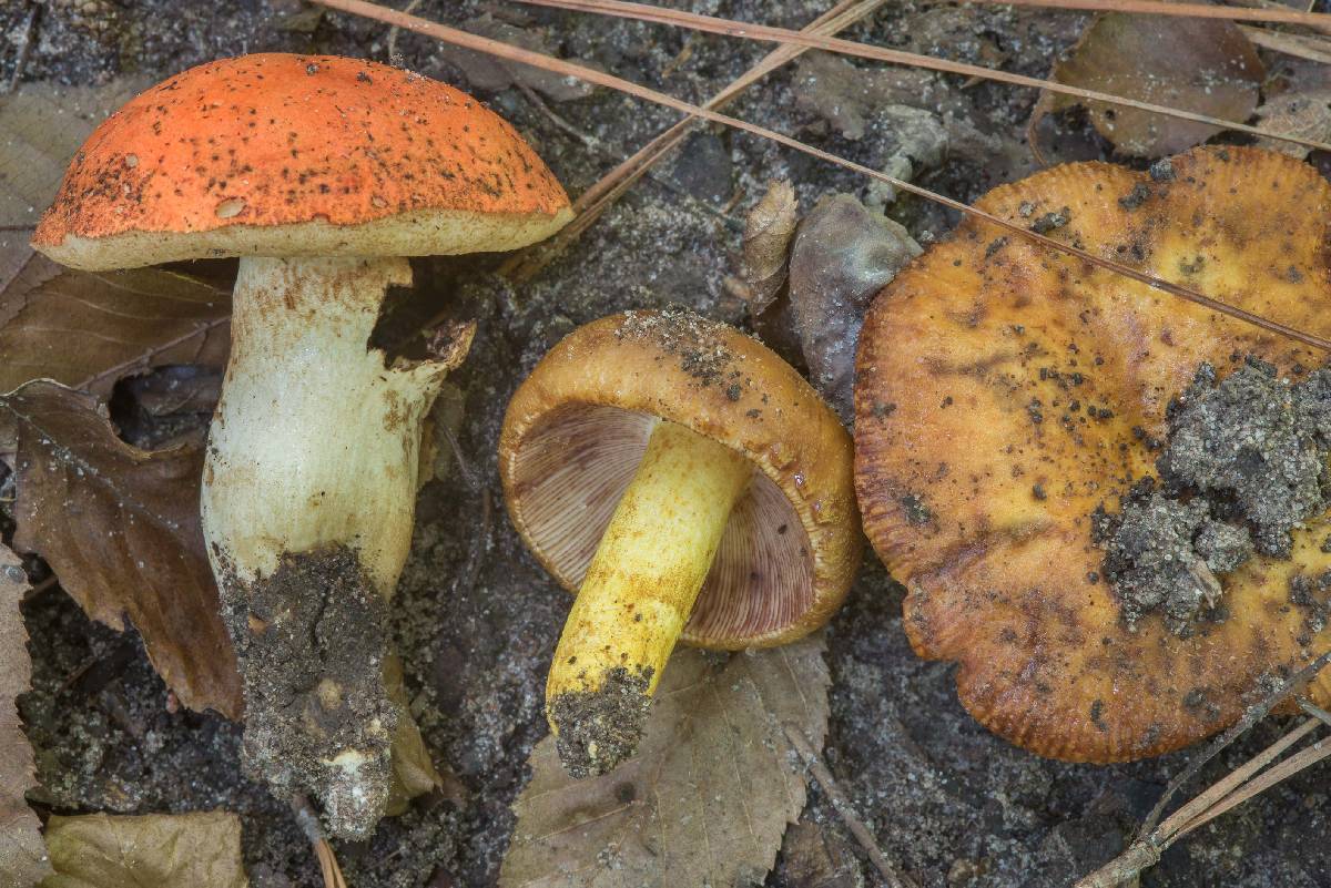 Russula mutabilis image