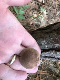 Phylloporopsis boletinoides image