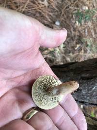 Phylloporopsis boletinoides image