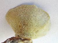 Trametes ochracea image