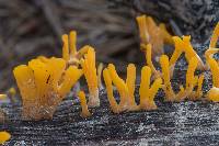 Dacryopinax spathularia image