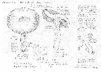 Tylopilus porphyrosporus image