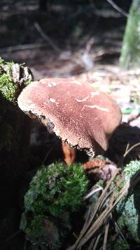 Phylloporopsis boletinoides image