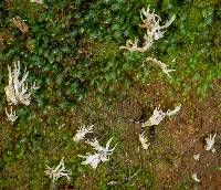 Clavulina coralloides image